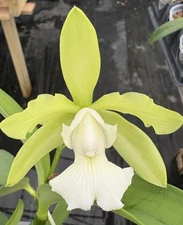 Cattleya Lacey Michelle Matherne (C. tigrina var. alba x C. aclandiae var. alba)