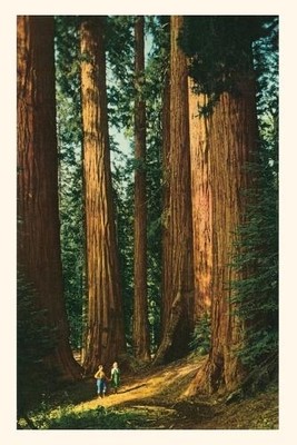 The Vintage Journal Sequoia Trees (Paperback)