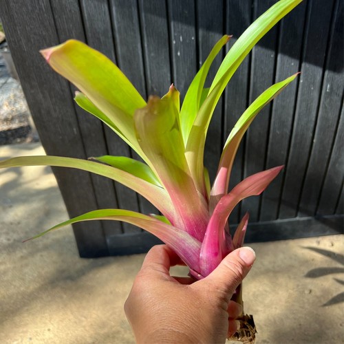 Vriesea SCHWACHEANA x VR ENSIFORMIS BICOLOR - Med Sized Grower - Bromeliad - Picture 6 of 10