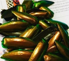 100x Exotic Gold Brown Beetle Wings Jewel Rare Iridescent Craft Art Costume