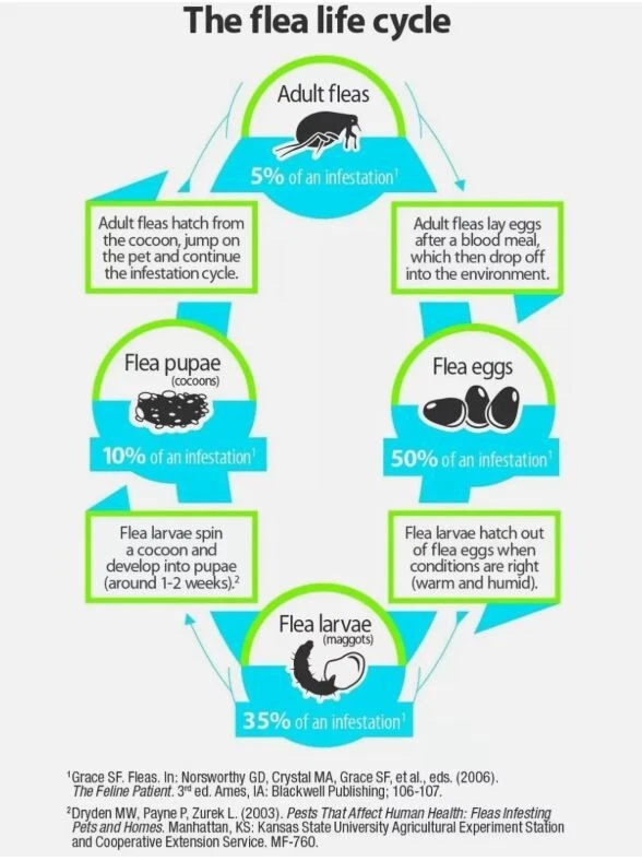 DOS nebulizadores Bayer Advantage domésticos 3pk (6 en total) matan pulgas, garrapatas, huevos, etc. Foto 3 de 4