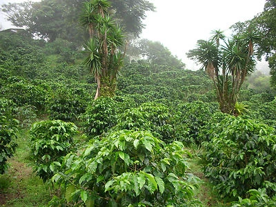 STARBUCKS COFFEE BEANS COSTA RICAN TARRAZU LA PASTORA COFFEE BEANS MEDIUM ROASTED 7 BAGS, 1 POUND EACH