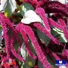 400 Amaranth Seeds Hopi Red Dye Organic Non-GMO Heirloom BOGO 50% OFF