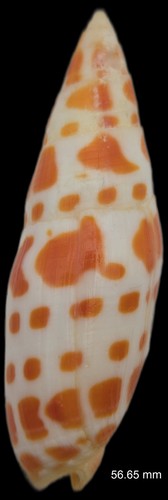 Mitridae Mitra Mitra - 56.65 mm - Beautiful Color & Pattern