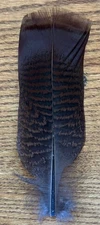 Natural Undyed Pre-Tail Turkey Feather for Quills or Smudging!