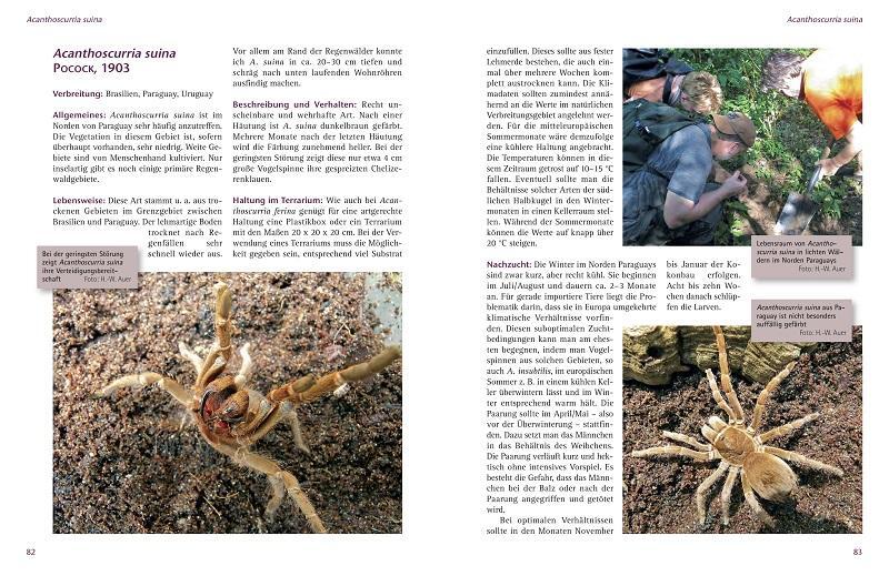 Thumbnail - Zwergvogelspinnen Hans-werner Auer