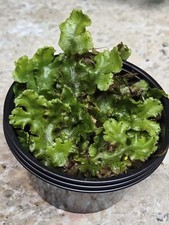 Live Liverworts Healthy Perennial-Terrarium Fairy Garden Decor 