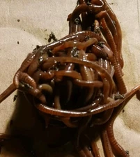 10+ Red Wiggler Worms/100% Organic/ DIY Fertilizer/Composting 