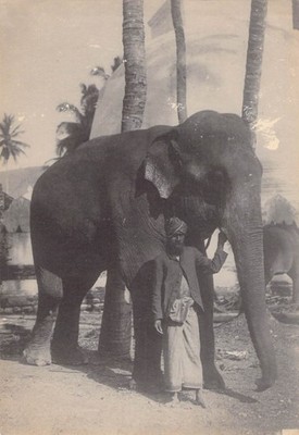 Antique vtg Photograph Giant Elephant Keeper Man Ceylon Sri Lanka Animal Sepia