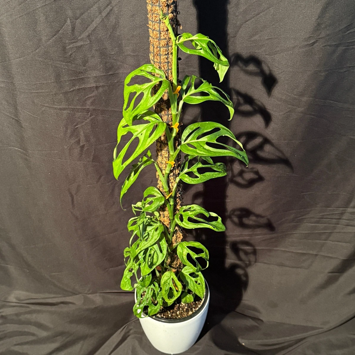 philodendron glory Philodendron Summer Glory main image 0