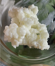 Live Organic Milk Kefir Grains - Fresh Active Starter Culture - 15 Grams 3Tsps 
