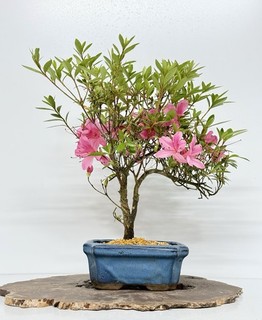 Way Of Life Bonsai Tree Satsuki Azalea