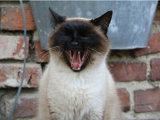 Siamese Funny Yawning Kitten Laughing Cat Cute Poster Print Paper OR Wall Vinyl