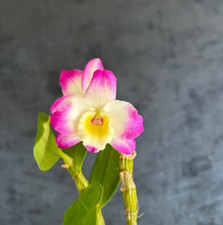 One Den. Gold Diamond live orchid plant Dendrobium 4"Pot Nobile