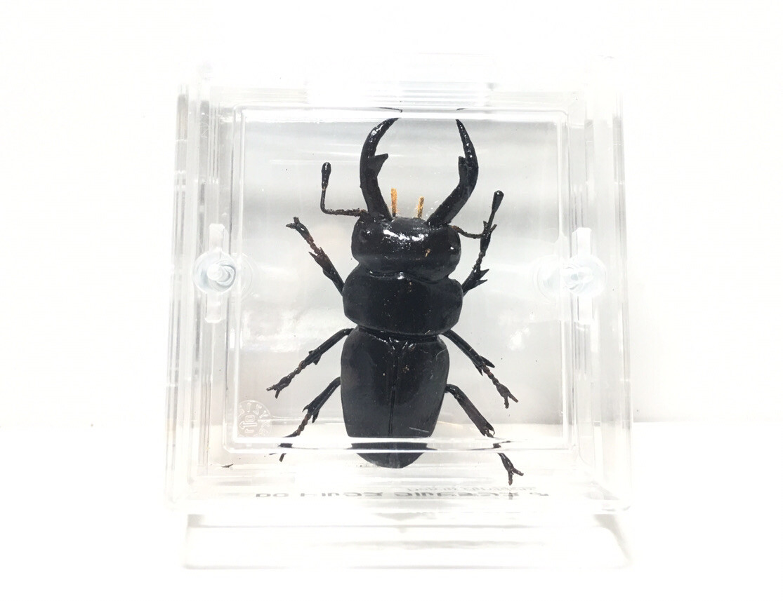 タカラ　世界の甲虫シリーズ　BEETLE OF THE WORLD TAKARA Beetle Of The World Stag Beetle Insect Male Figure B | eBay