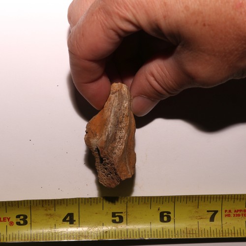 Pachycephalosaurus / Struthiomimus Claw - Hell Creek Formation - Dinosaur Fossil - Picture 11 of 11