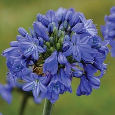 Agapanthus Variegated Miniature Plant Deep Blue Flowers 4.5? Pot Fresh Repot