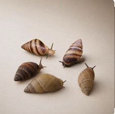 3 Live Caribbean Land Snails Or Bulimulus Guadalupensis Small Pet Snail