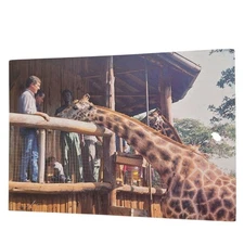 Postcard Rothschild Giraffe African Fund Endangered Wildlife Nairobi Kenya