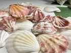 New! Natural Folded Scallops Pre Drilled Holes DIY Jewelry Making Crafting Lot — photo 6
