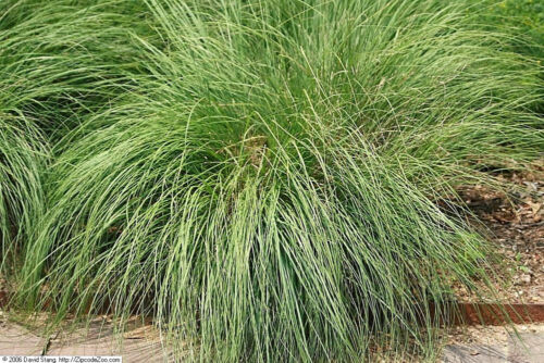 200 PRAIRIE TROPFENSAMEN Ziernatives einheimisches Gras Sporobolus Heterolepis Samen - Bild 1 von 9