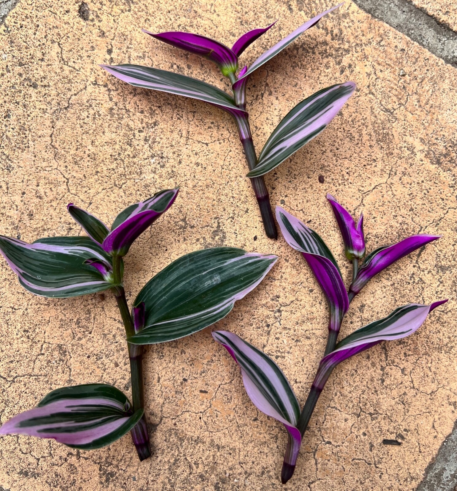 TRADESCANTIA 'NANOUK' VARIEGATED 3 PCS CUTTINGS SUCCULENT