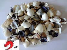 Seashells 2 Pounds lbs Small Assorted Mix Bulk Decorative Arts Crafts