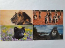 Ansichtskarten Tiere 4er, XXL Postkarten, GEO Edition, Löwe Affe Wolf Grußkarte
