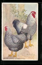 Artist Postcard Chicken Breed Silver Laced Wyandottes, Hen and Rooster 