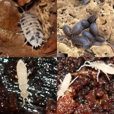15 Giant Canyon  15 Dairy Cow - 30 Isopods  Medium Springtail Culture