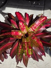 Neoregelia SMOKIN' HOT Bromeliad one tropical plant MEDIUM 