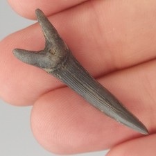 Scapanorhynchus 0.00