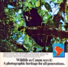 Canon Camera FD 150-600mm f/5.6L Wildlife Spectacled Bear Vintage Print Ad 1985