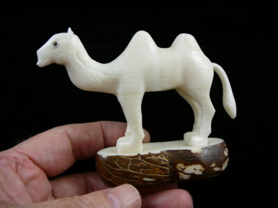 (tne-cam-260c) albino white Camel desert wild TAGUA NUT nuts figurine