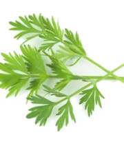 Herb - Caraway - 50g to 5 Kg - Wholesale