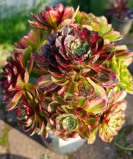 Aeonium Chanel Garnet White Pink Witch Green Witch Big Bang