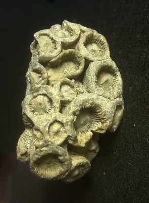 3.5'' Petoskey Stone Intact Devonian Coral Fossil 8oz 235grams