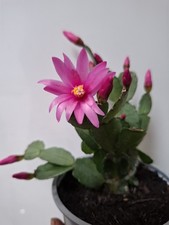 Pink Hatiora gaertneri / Rhipsalidopsis  Easter cactus. House plant. 11cm Pot.