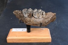 Hirschbacken Elf Fossil Pleistozän Nordsee 130mm