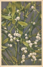Postcard Mistletoe Viscum Album WB