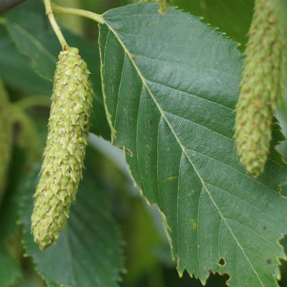 Betula albosinensis 'Fascination' | White Barked Birch | Ornamental Tree | 5-6ft
