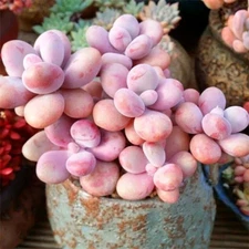 Pink moonstone succulent