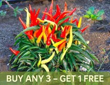 CHILLI PEPPER SEEDS - CAYENNE RED - 130 SEEDS - Capsicum Annuum Hot Pepper