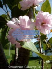 Kwanzan Cherry Tree (Prunus serrulata 'Kwanzan') Ornamental - Multiple Sizes
