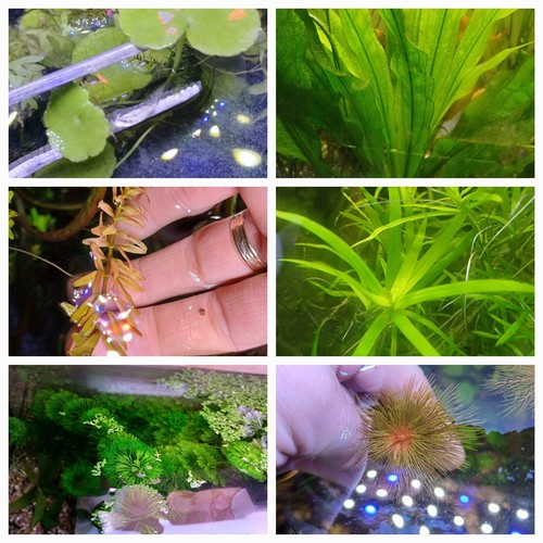 piante acquario dolce - Foto 6 di 8