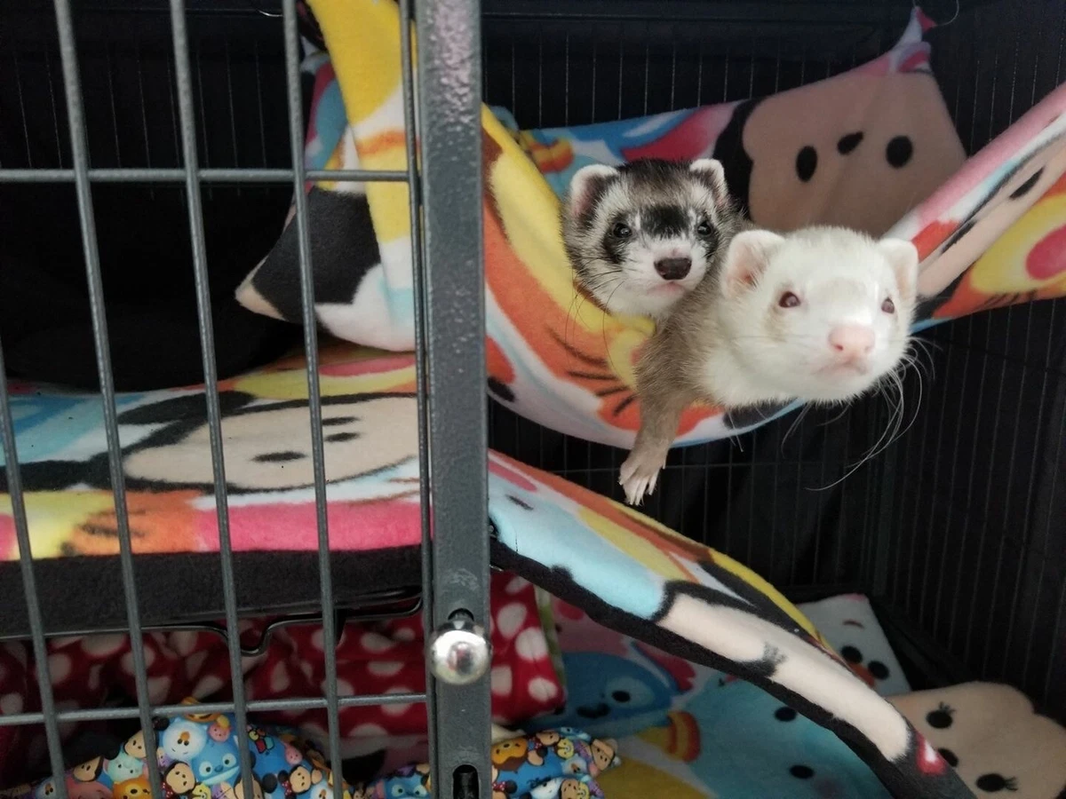 Custom Order 15 x18 HAMMOCKS Suitable for Rats Chinchilla Ferrets