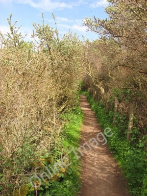 Photo 6x4 Path, Aberlady Bay The path to Gullane Point and the beaches so c2010