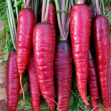 Purple Dragon Carrot Seeds | Heirloom | Free Shipping | Vegetable Seeds | 1086