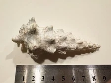 Vintage Sea shell Cerithium nodulosum f.adansonii LARGE!