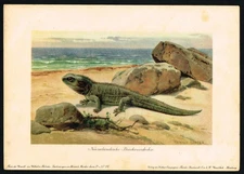1880s Tuatara Lizard – Original Prehistoric Chromolithograph New Zealand